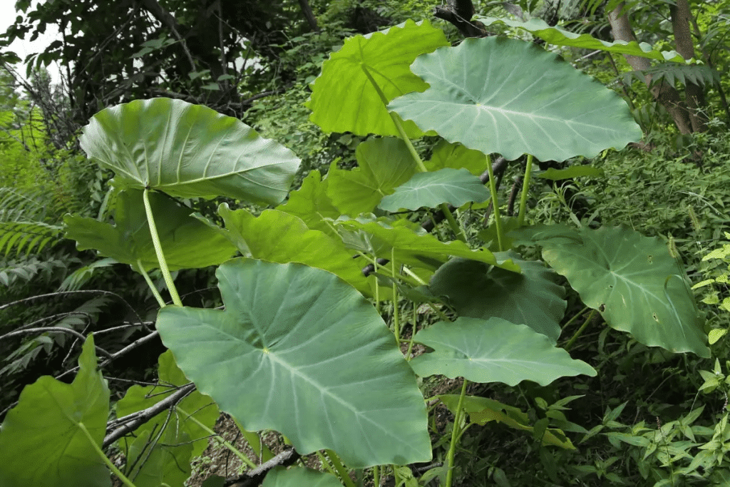 Plantas Alimentícias Não Convencionais - PANC - Taioba